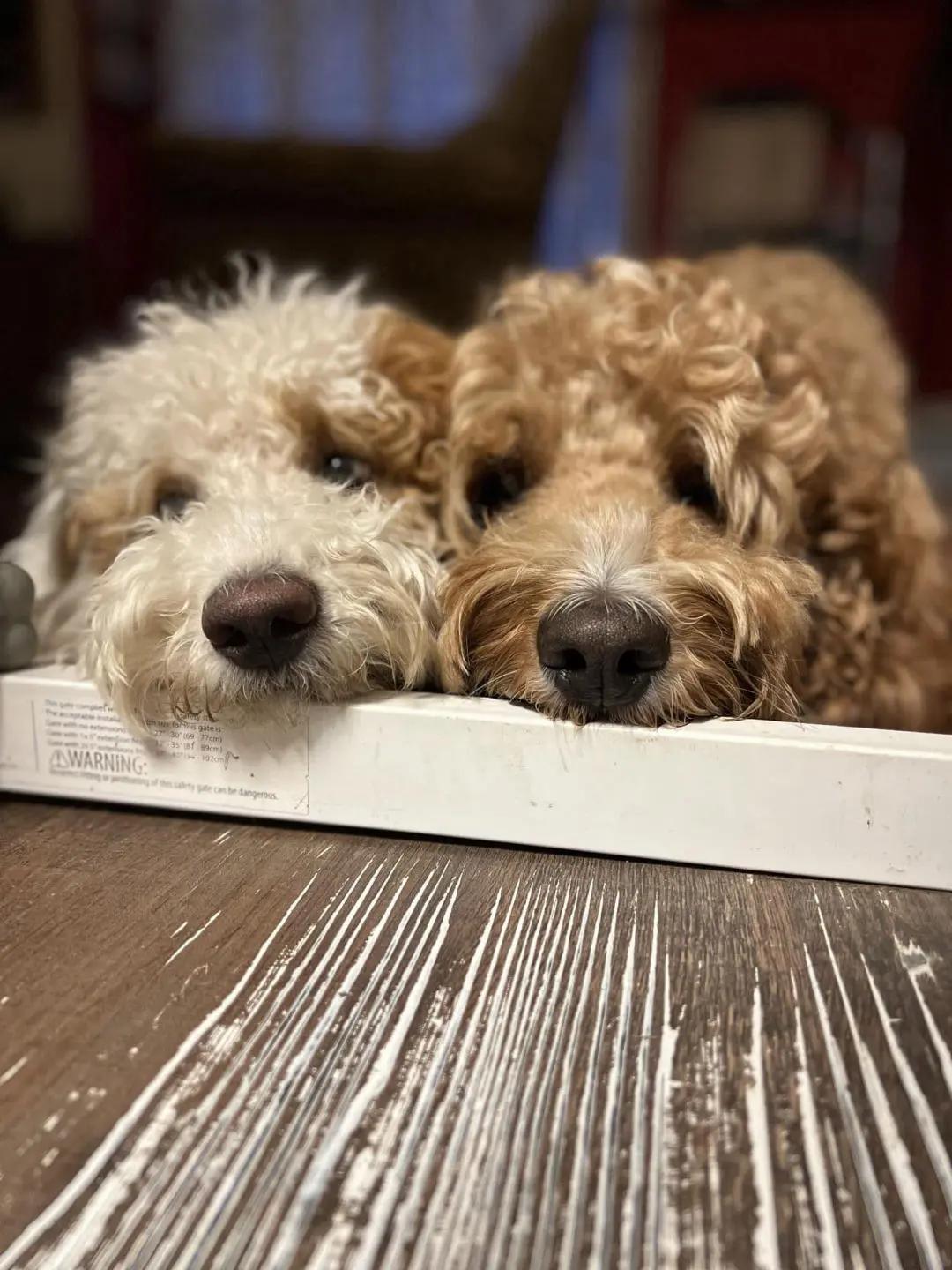 Australian labradoodle midwest sales